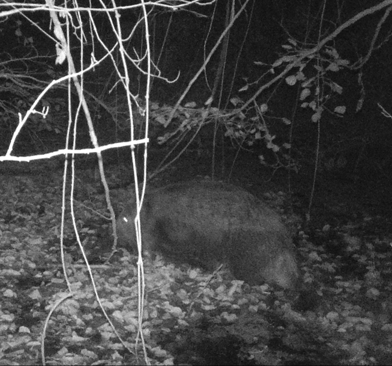 Bathing boar