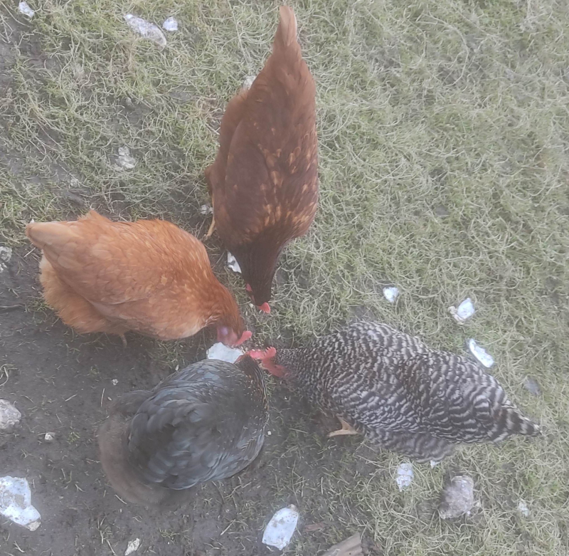 4 french hens