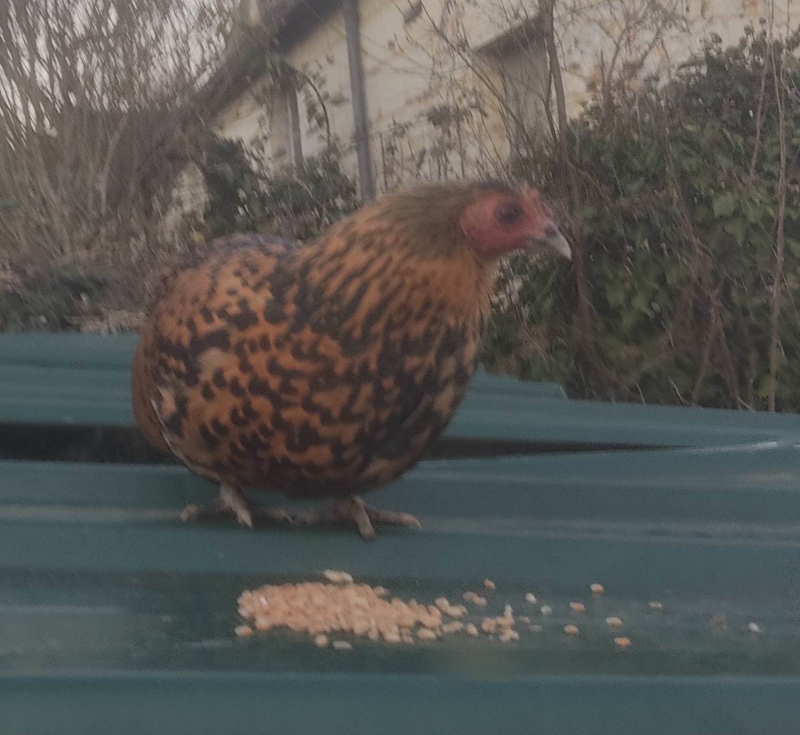 Bridie the bantam