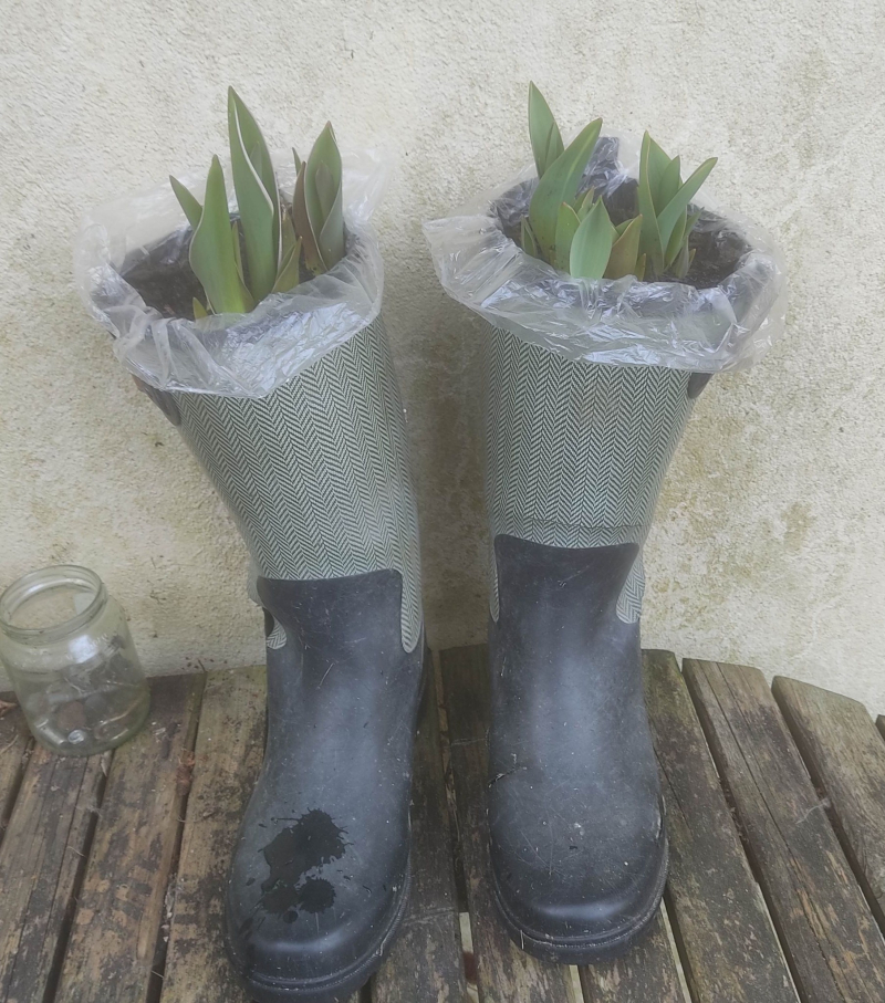 Tulip planters