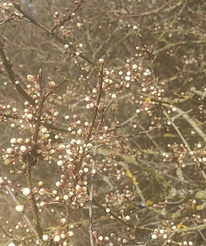 Plum blossom nearly