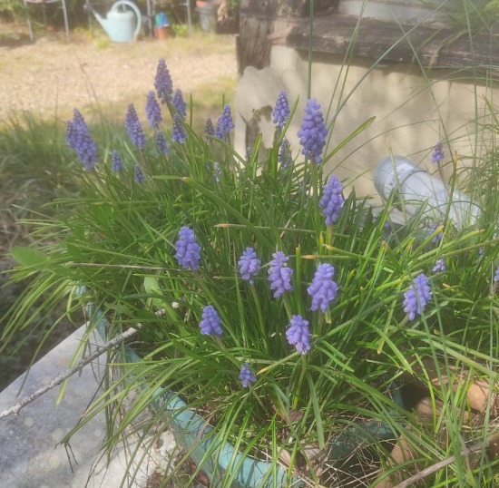 Grape hyacinths