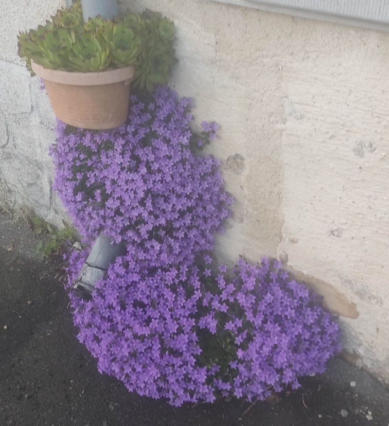 Campanula