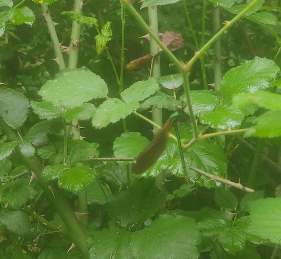 Damsel fly