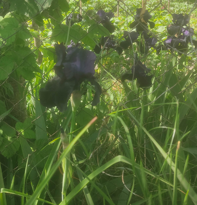 Black iris