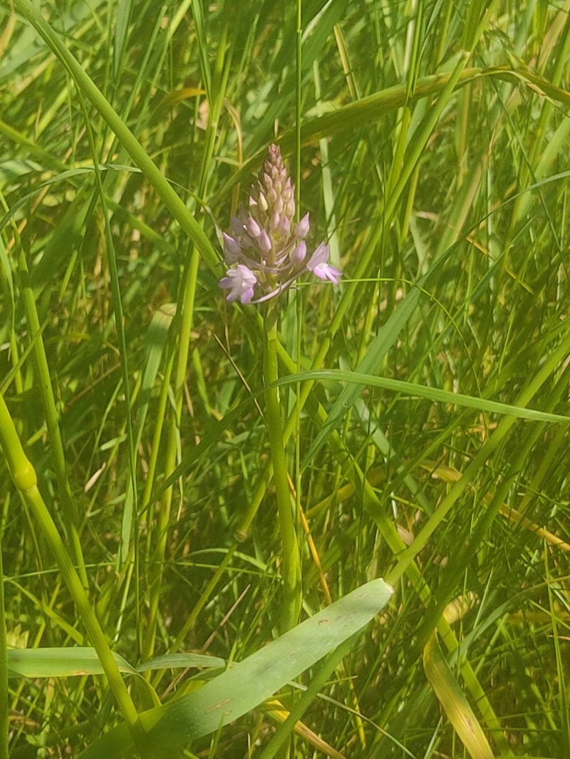 New orchid