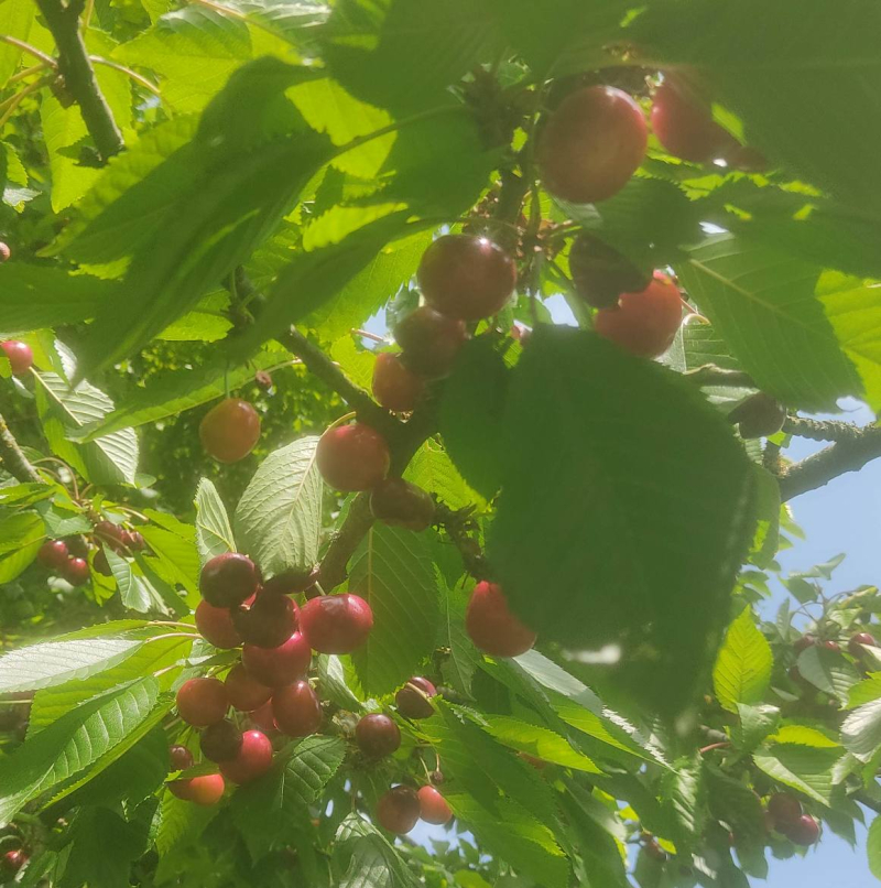 Cherries