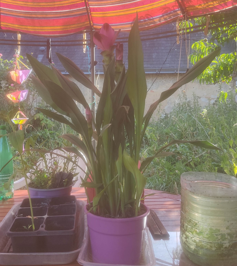 Curcuma