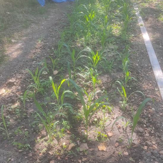 Sweet corn