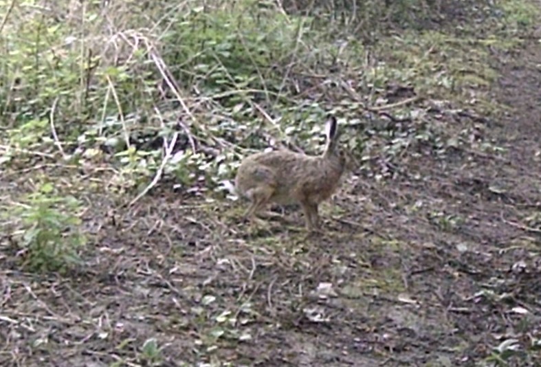 March hare