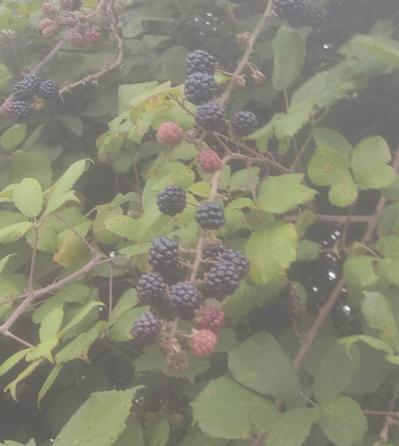 Blackberries