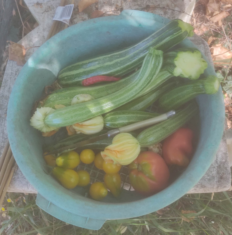 Todays pickings 1