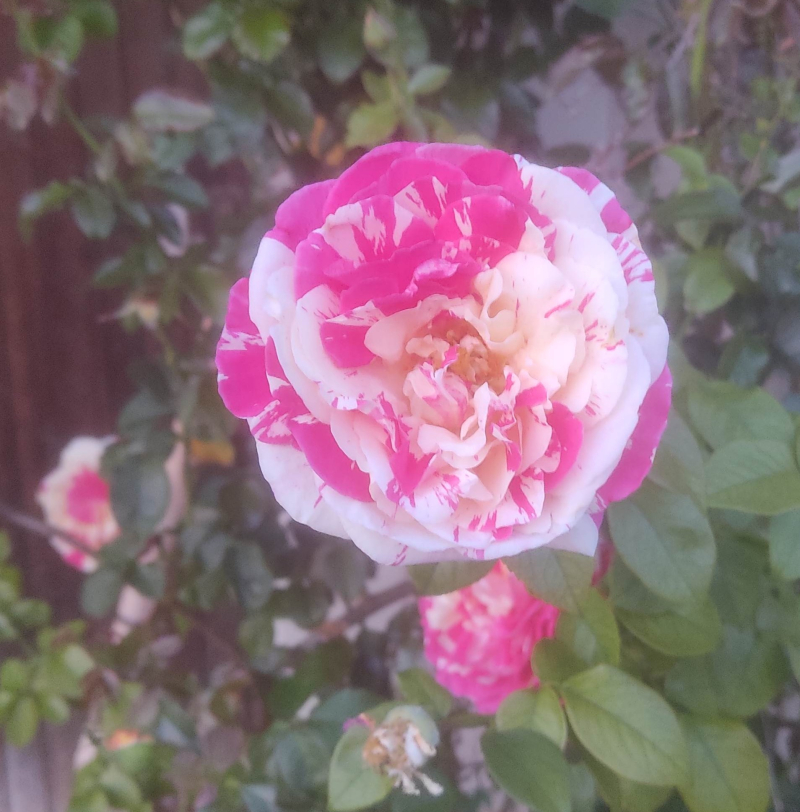 Birthday rose