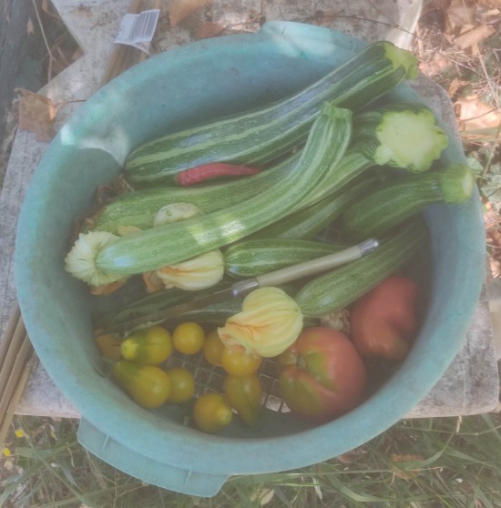 Todays pickings 1
