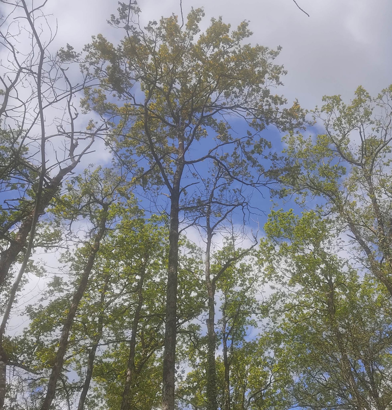 Tree canopy