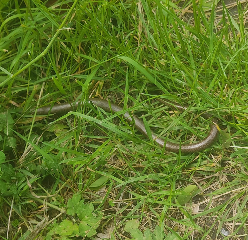 Slow worm