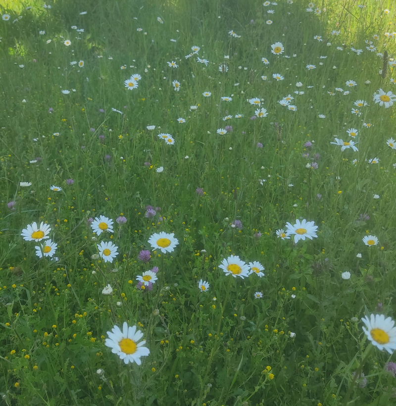 Wildflower meadow