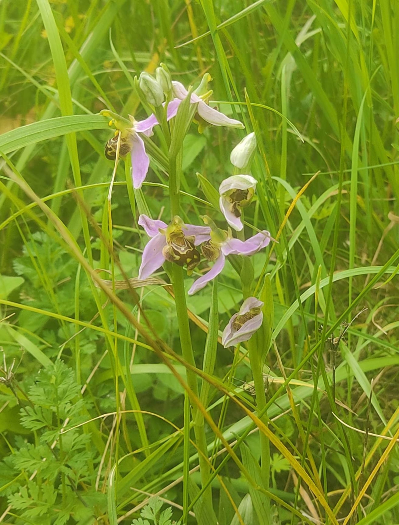 Bee orchids