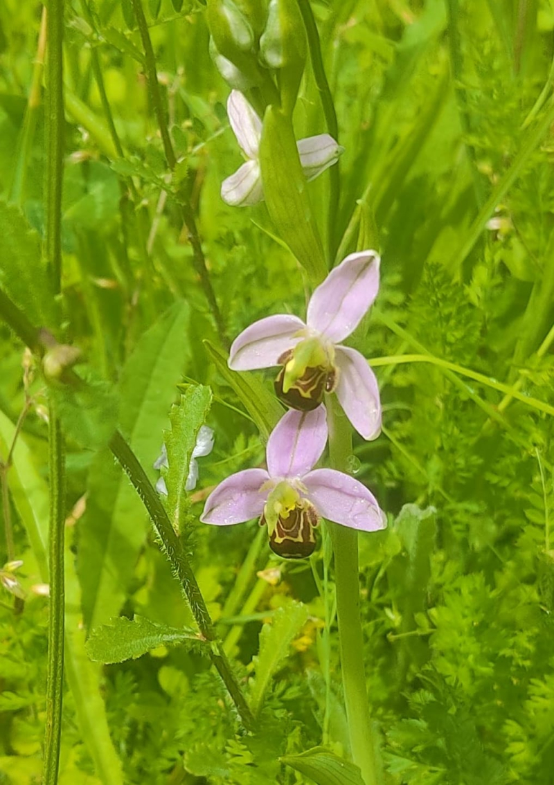 Bee orchids