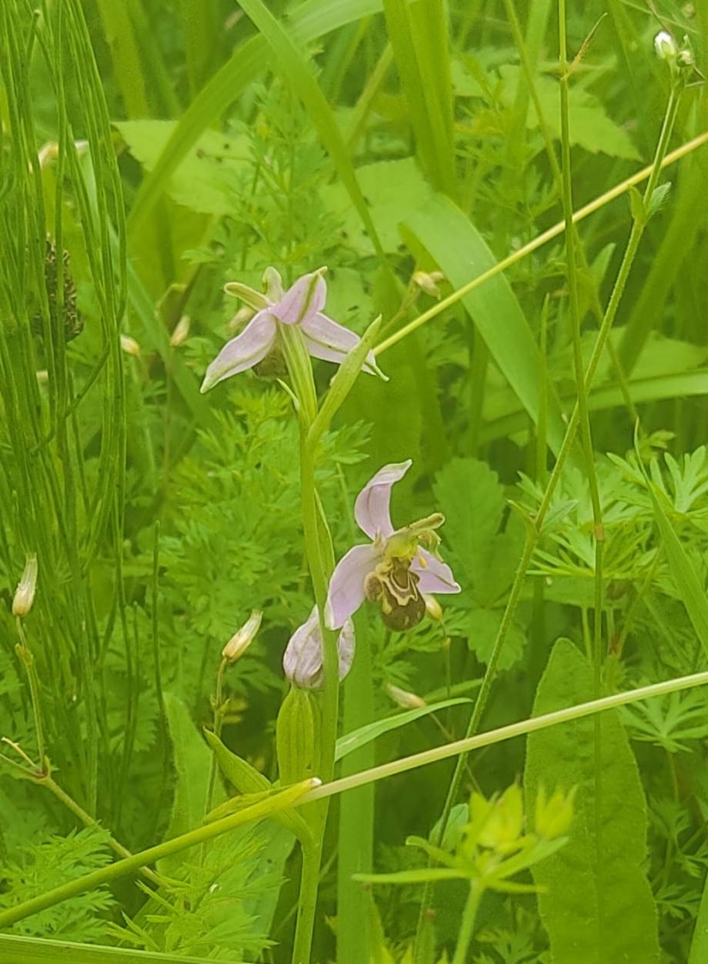 Bee orchid