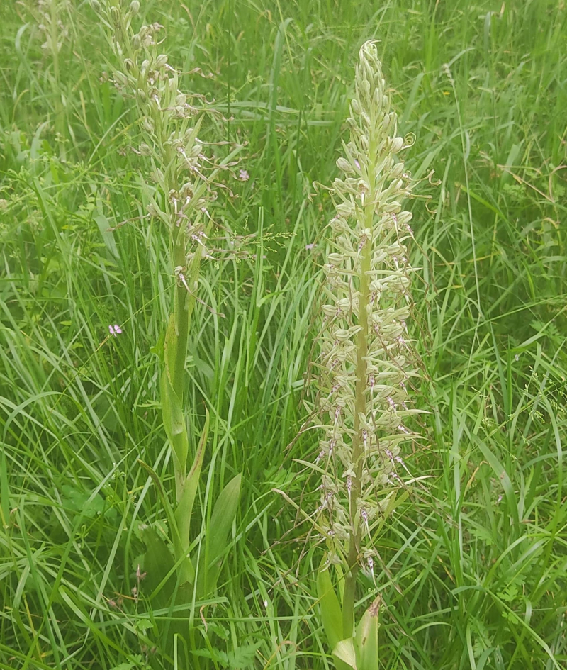 Lizard orchid