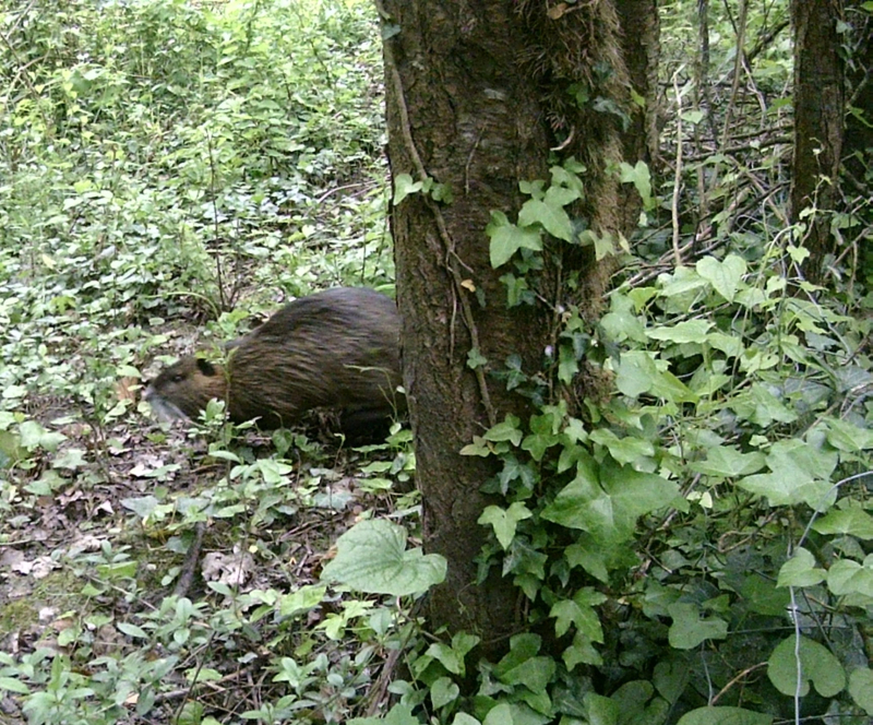 Coypu