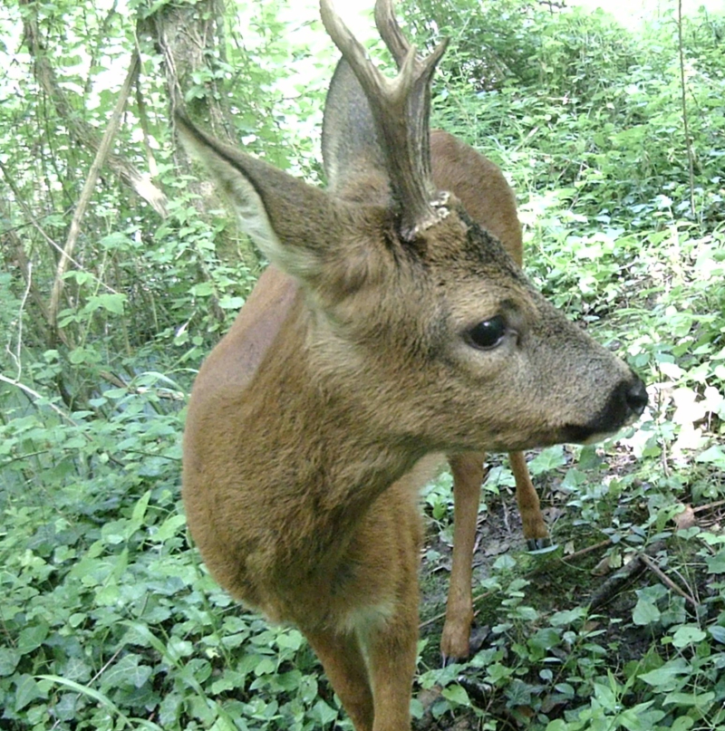 Close up stag 2