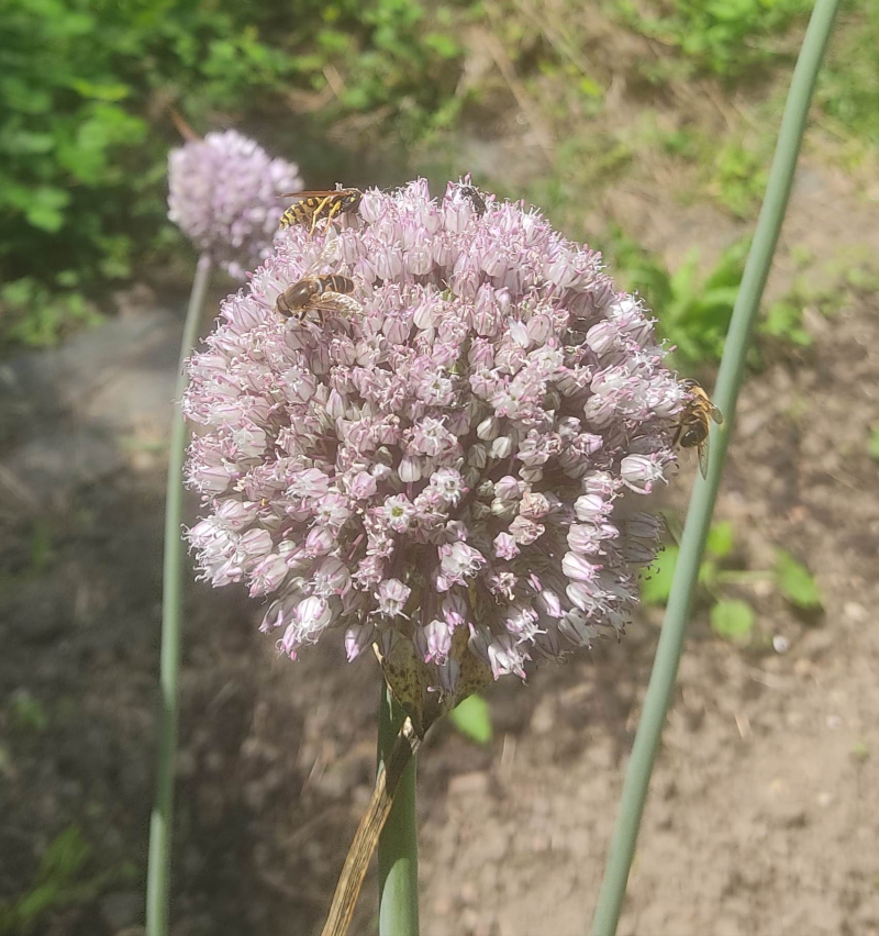 Leek pollinators