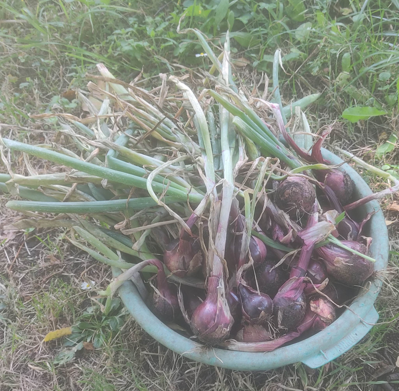 Red onion harvest