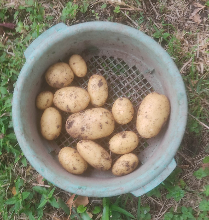 Potatoes for the week