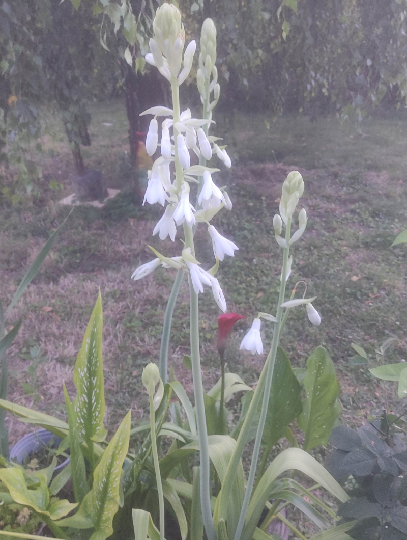 Tall white lilly