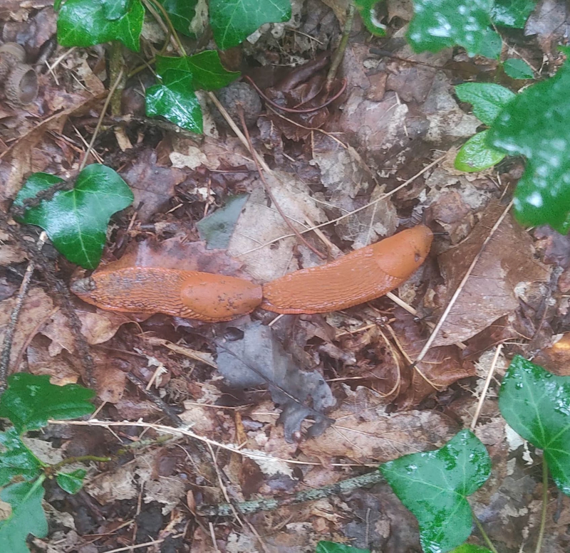 Slug sex