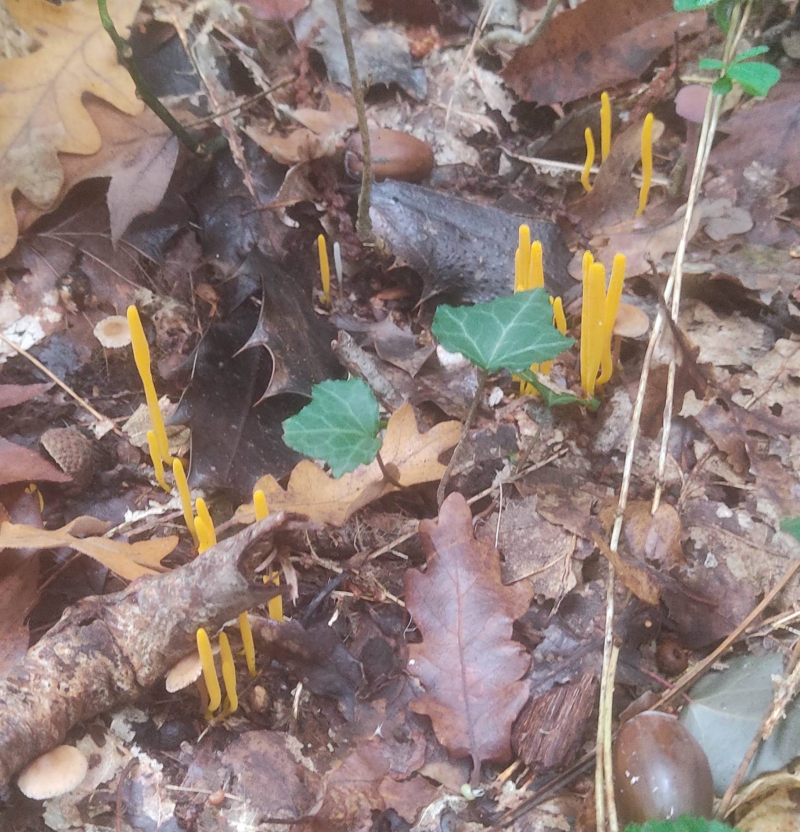 Yellow spike fungus