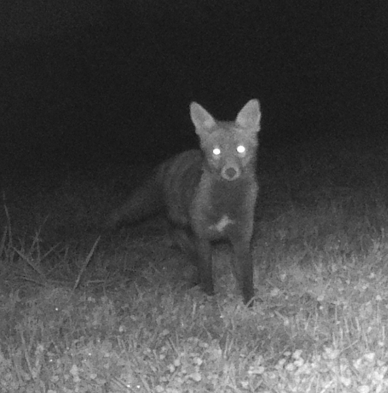 Fox at night