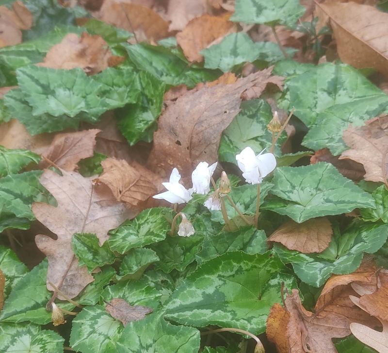 Last cyclamen