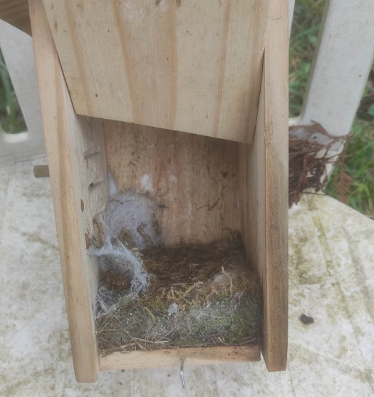 Cleaning bird box