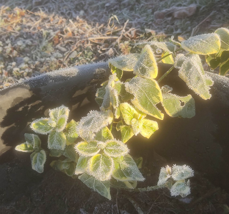 Frosted periwinkle