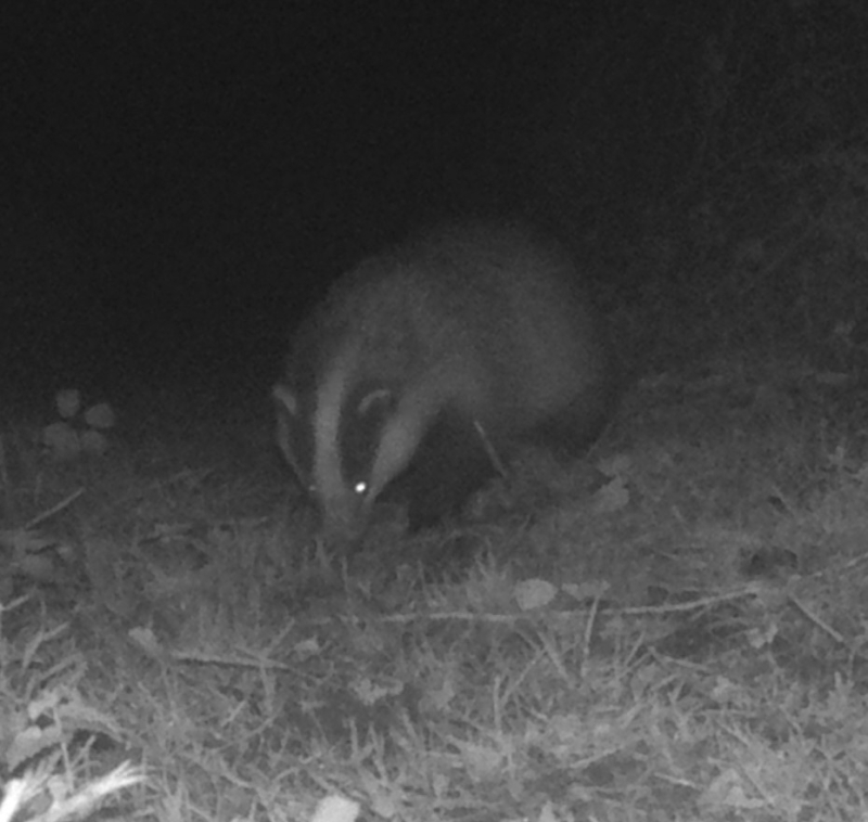 Badger