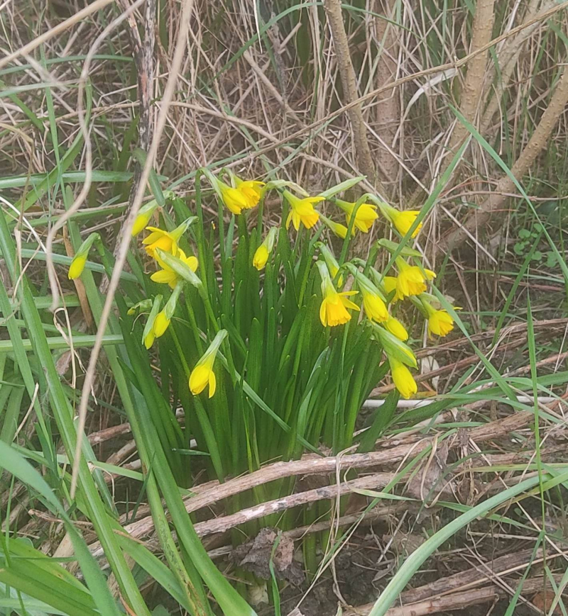 Diddy daffs