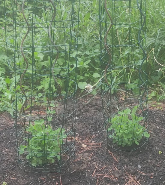 Peas