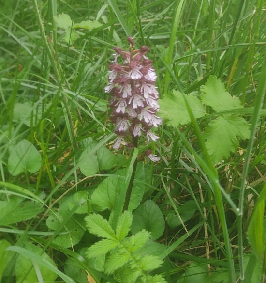 Different orchid
