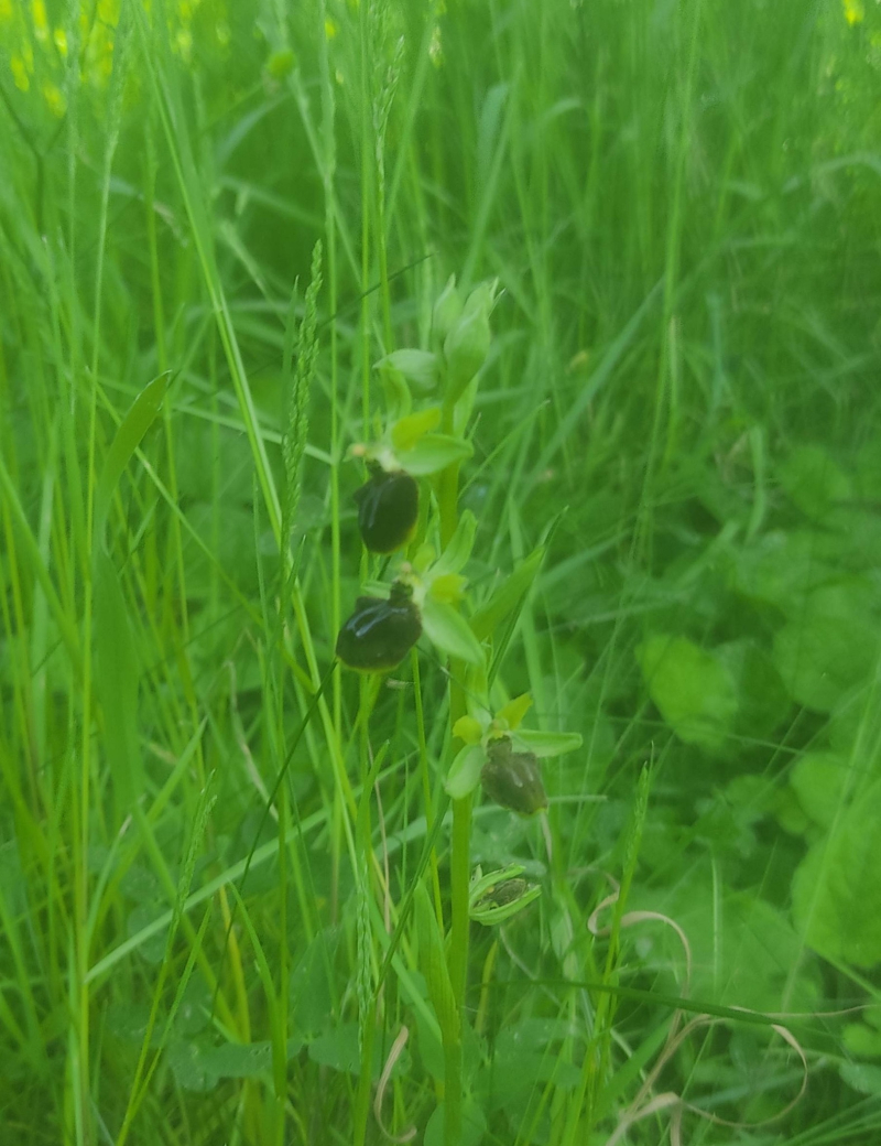 Spider orchid