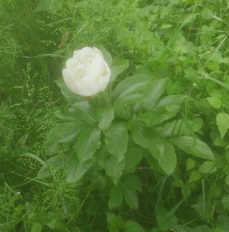 Peony