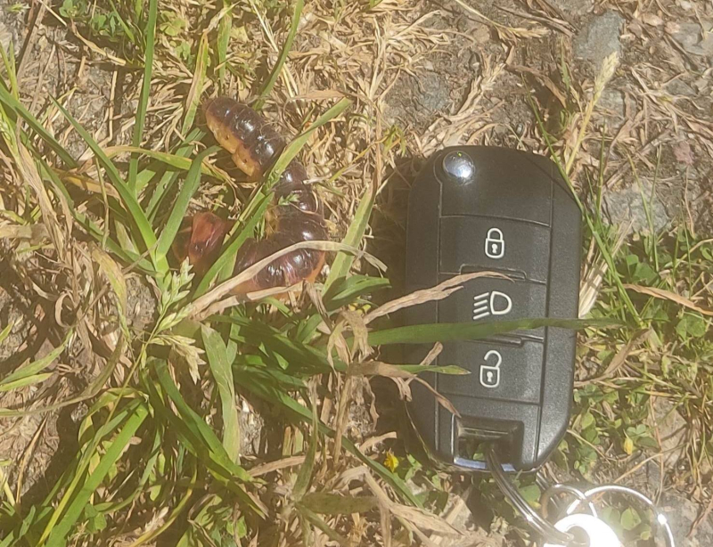 Giant caterpillar
