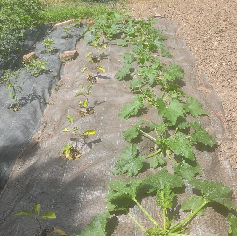 Courgettes