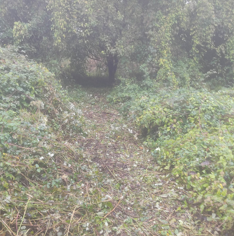 My new path