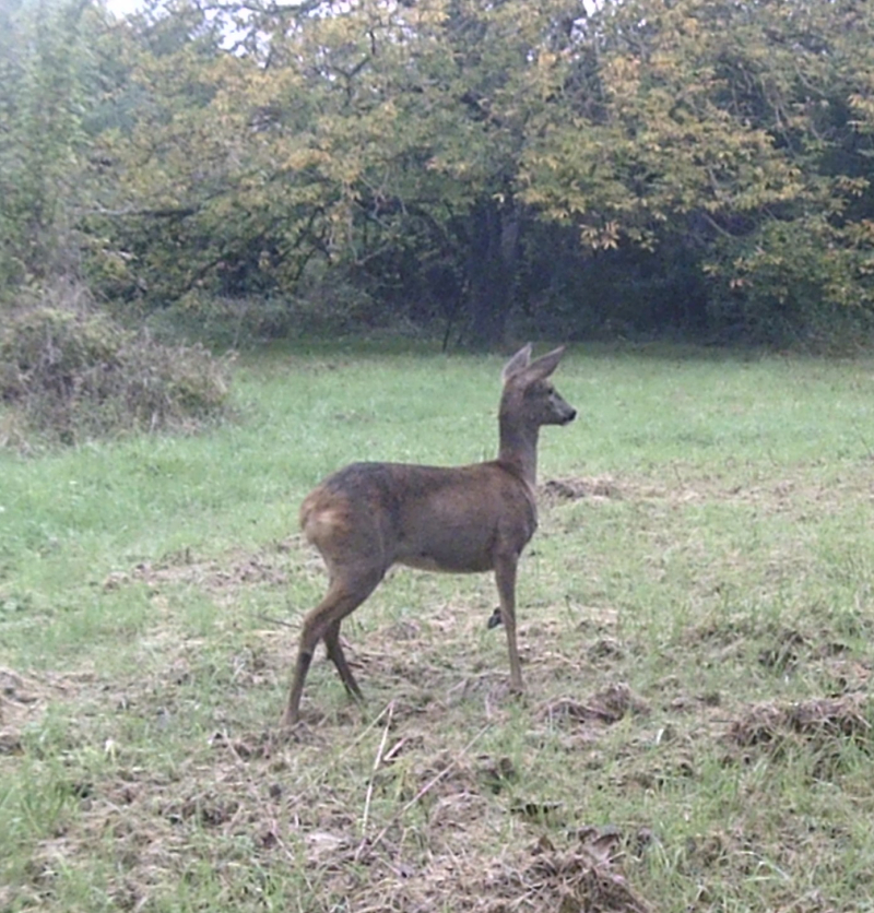 Deer meadow