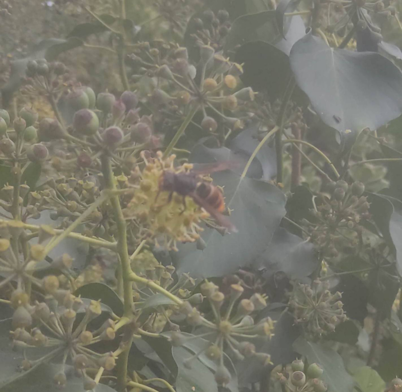 Hornet on ivy