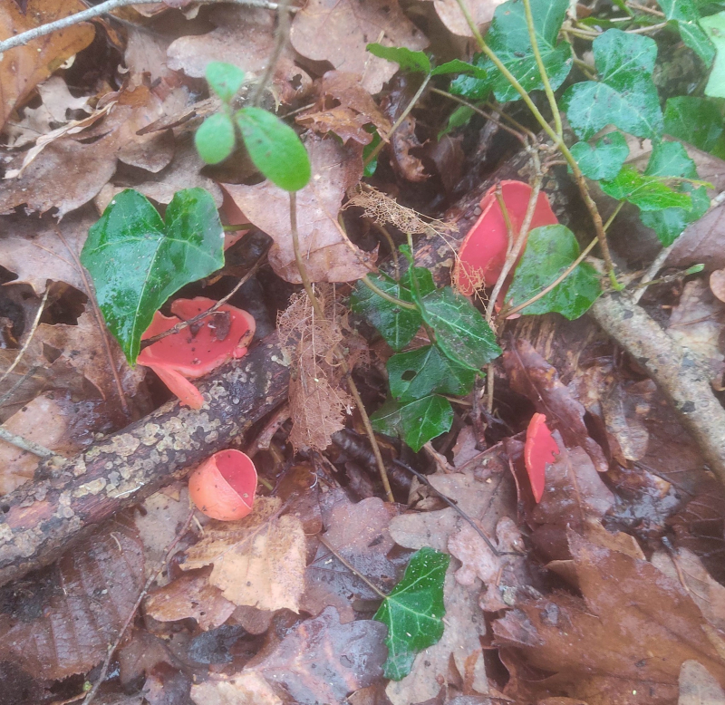 Bright red fungus