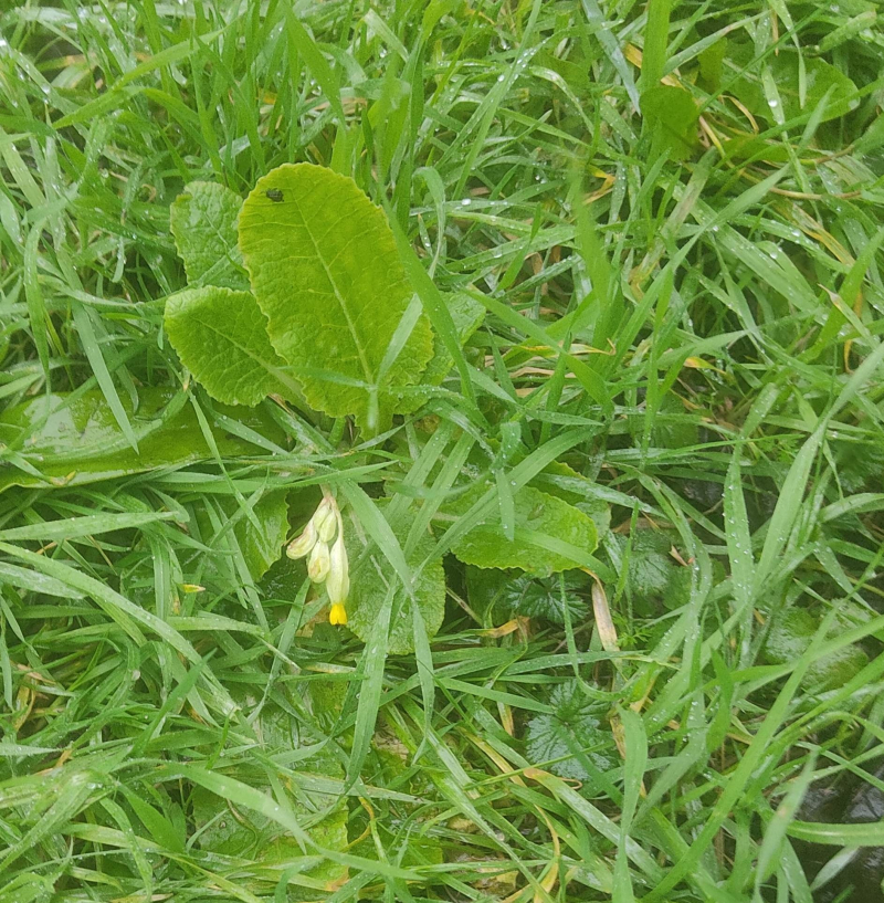 First cowslip